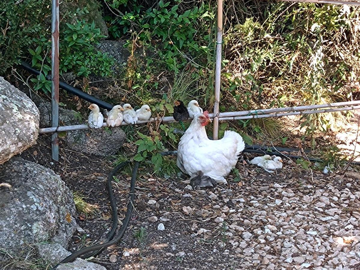 La Cera Farm Camping B&B Santa Teresa Gallura Exteriör bild
