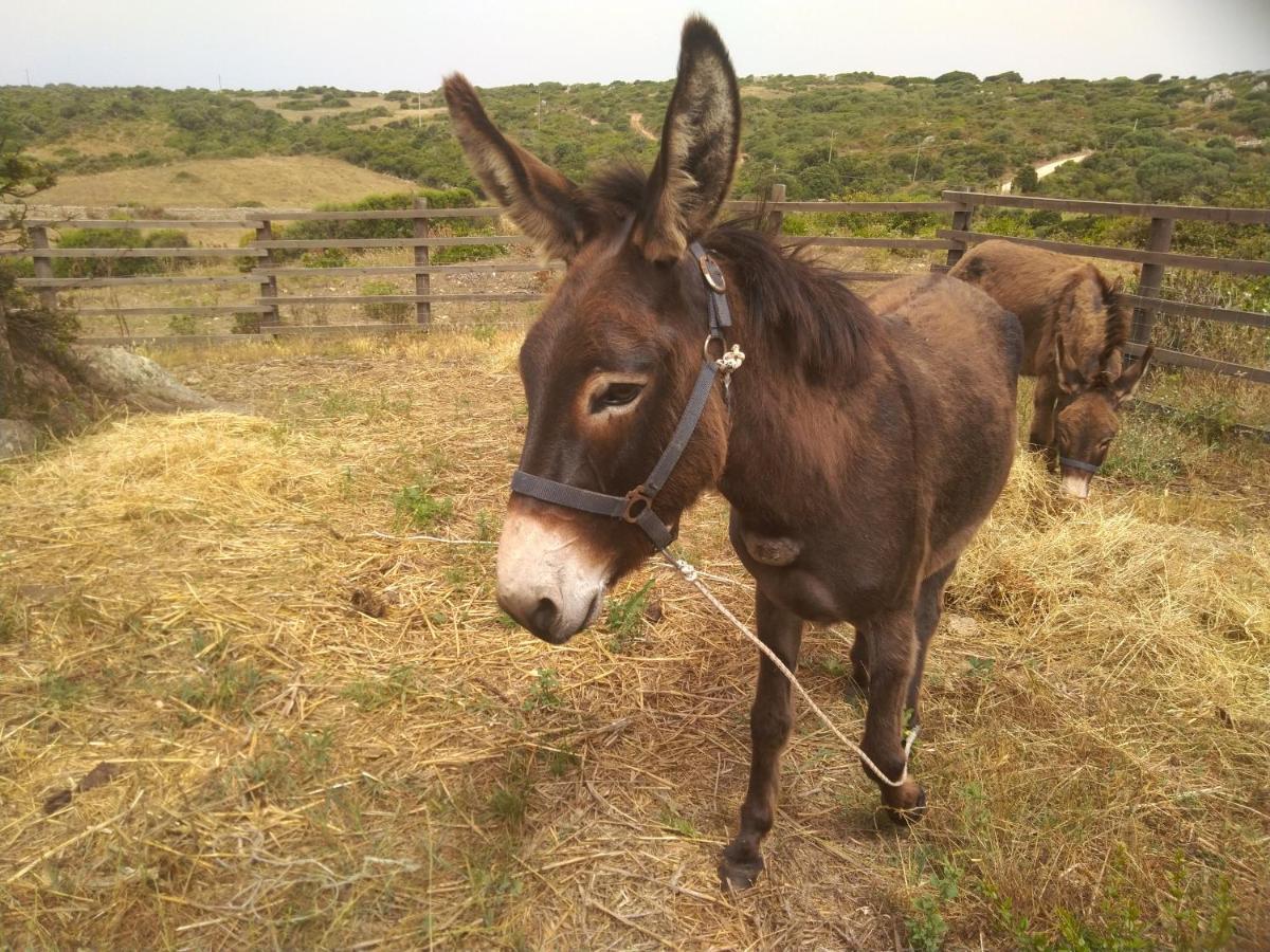 La Cera Farm Camping B&B Santa Teresa Gallura Exteriör bild