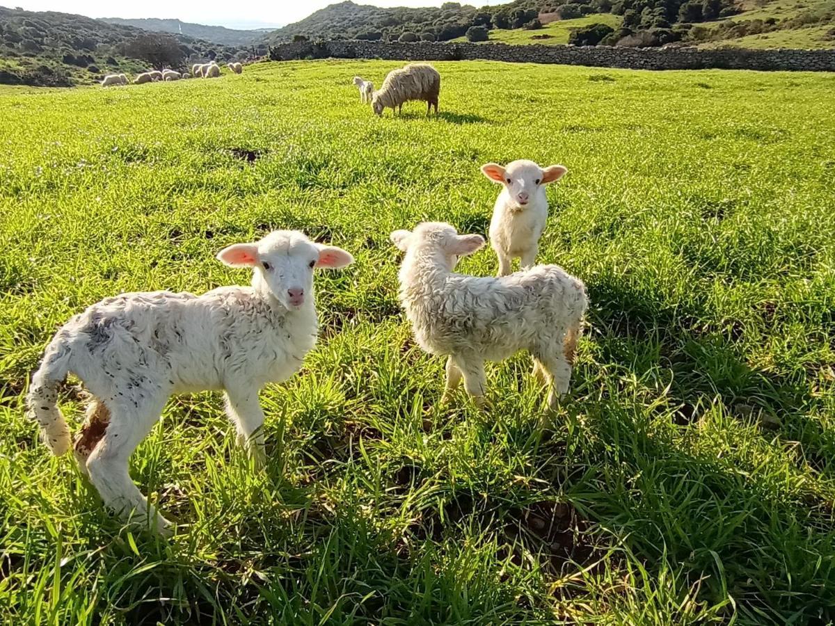 La Cera Farm Camping B&B Santa Teresa Gallura Exteriör bild