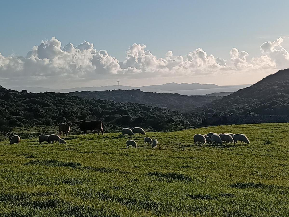 La Cera Farm Camping B&B Santa Teresa Gallura Exteriör bild