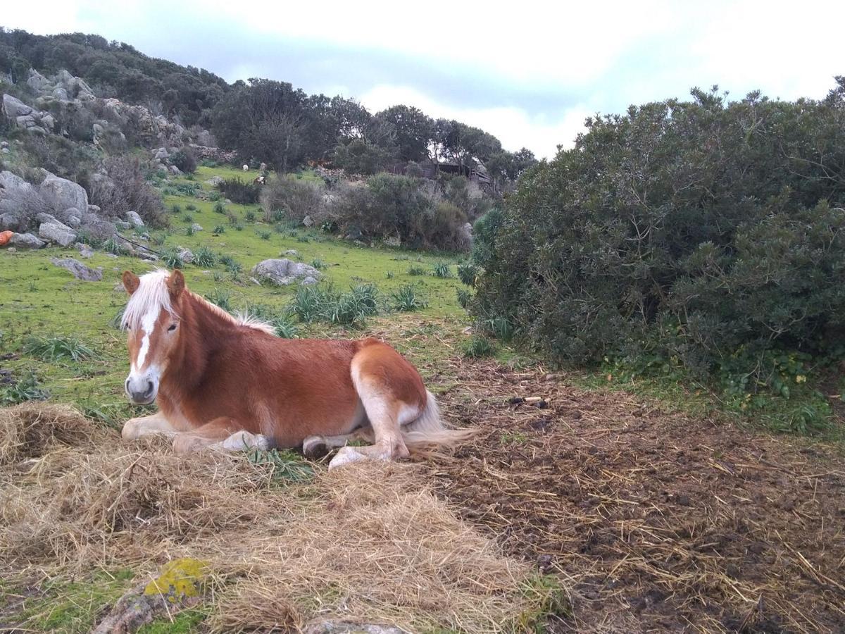 La Cera Farm Camping B&B Santa Teresa Gallura Exteriör bild
