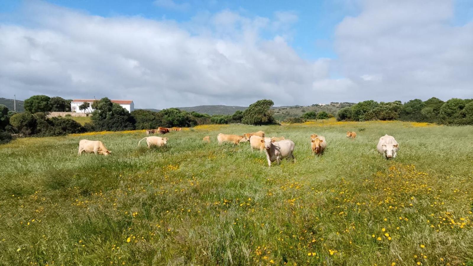 La Cera Farm Camping B&B Santa Teresa Gallura Exteriör bild